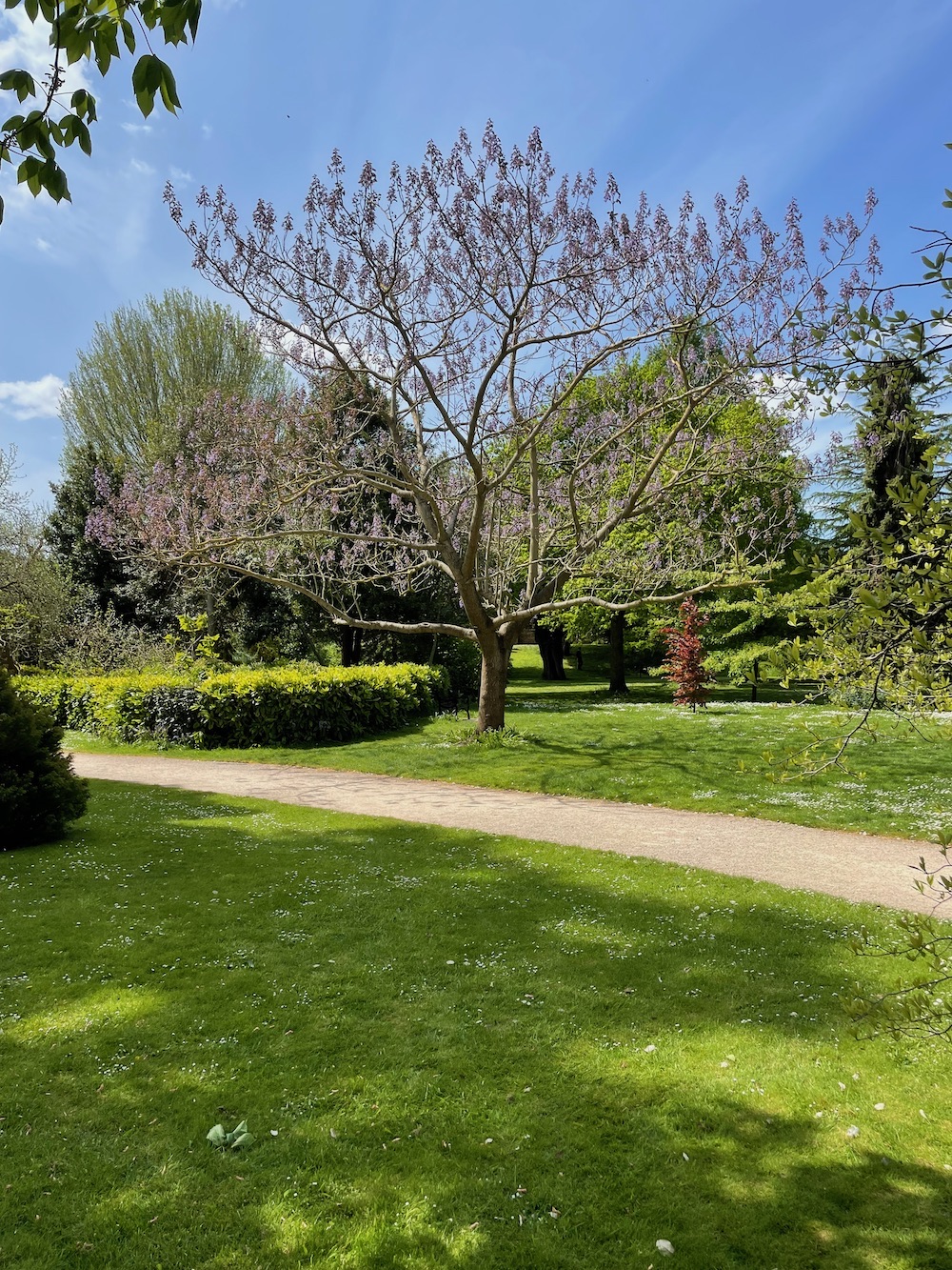 Bishop's Palace Garden has an arboretum;  Wollemi Pine, Wellingtonia Red Wood, N Amer Bean Tree, Persian Ironwood, Handkershief tree