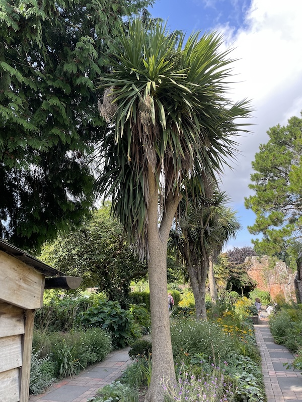 Cabbage-Palm